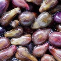 Grape seeds