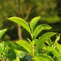 green-tea leafs